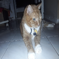 ZORBA
